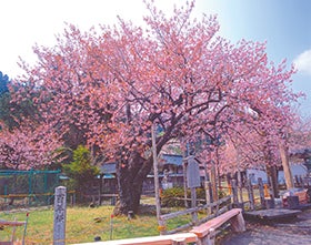 明石 三宮発
桜満喫ミステリー2